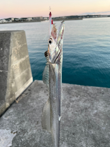 タチウオの釣果