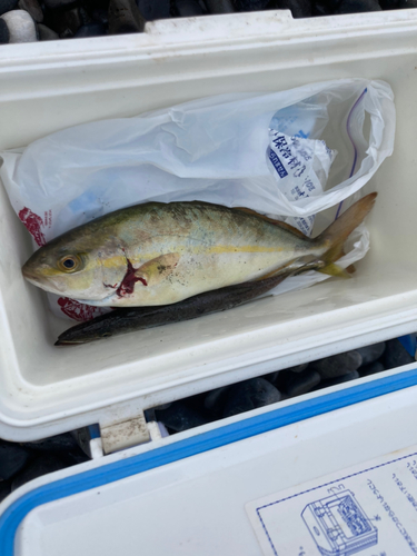 ショゴの釣果