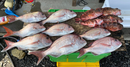 マダイの釣果