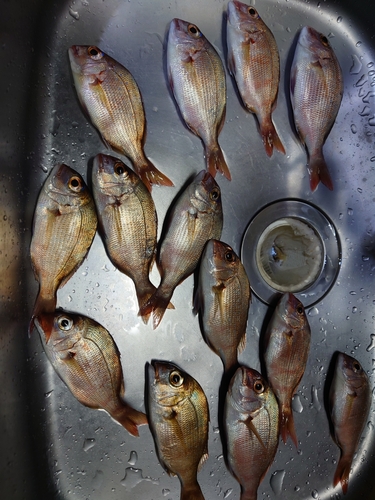 マダイの釣果