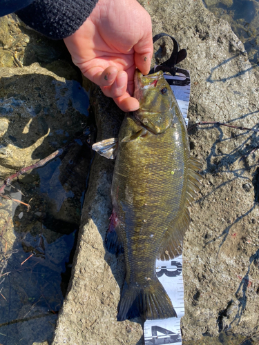 スモールマウスバスの釣果