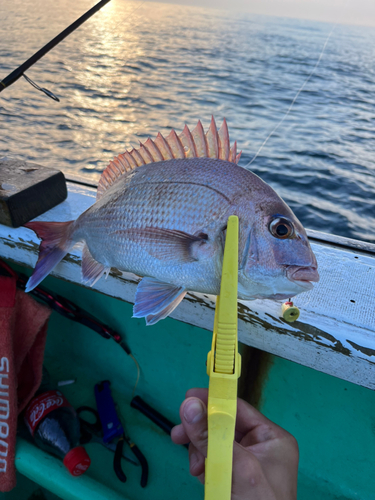 マダイの釣果