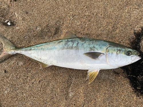 イナダの釣果