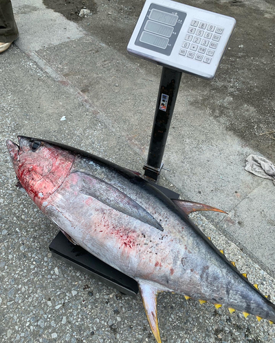 キハダマグロの釣果