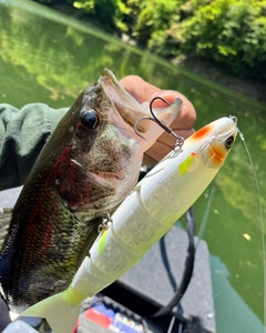 ブラックバスの釣果