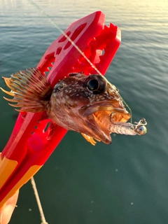 ガシラの釣果