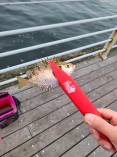 アイゴの釣果