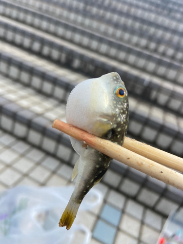 クサフグの釣果