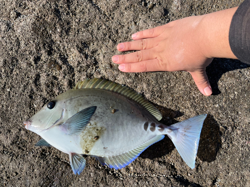 サンノジの釣果