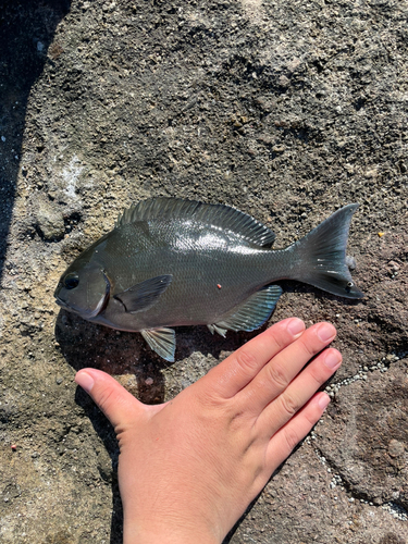 グレの釣果