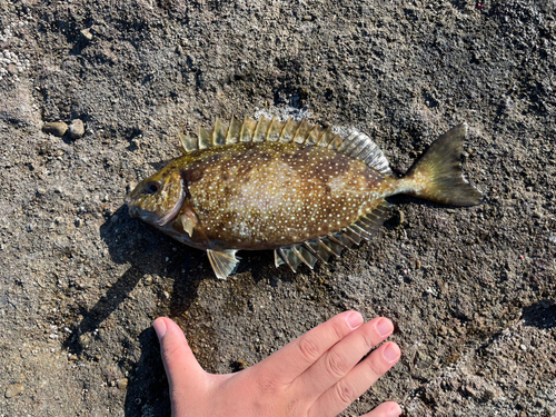 アイゴの釣果