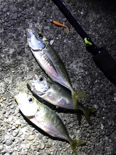 アジの釣果