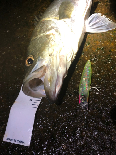 シーバスの釣果