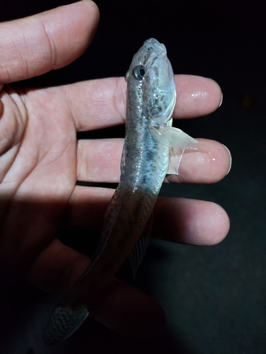 マハゼの釣果