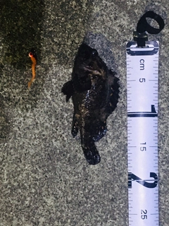 ムラソイの釣果