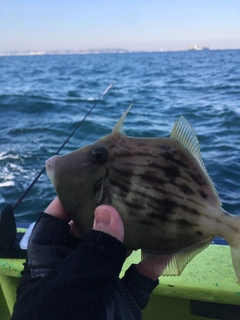 カワハギの釣果