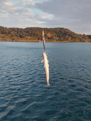 釣果