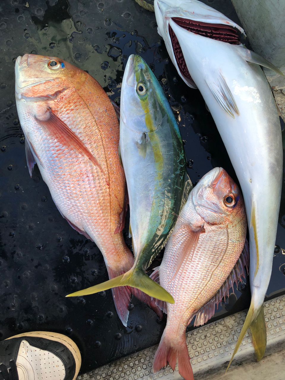 わたるスペシャルさんの釣果 3枚目の画像