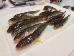 マハゼの釣果