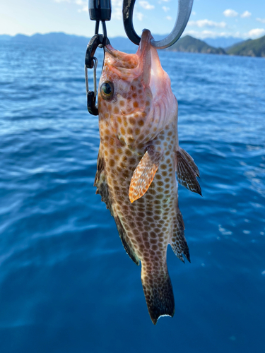 オオモンハタの釣果