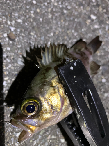 メバルの釣果