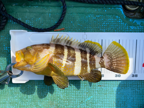 アオハタの釣果