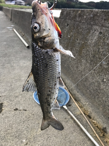 ニゴイの釣果