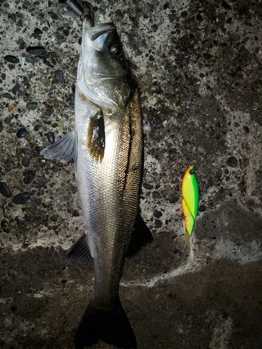 シーバスの釣果