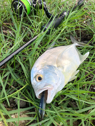 メッキの釣果