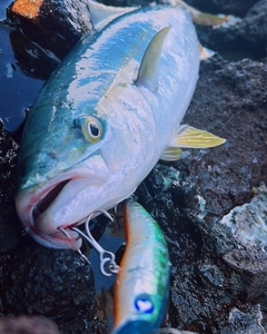 ハマチの釣果