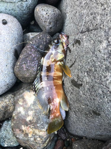 アカハタの釣果