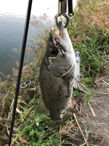 ヒラスズキの釣果