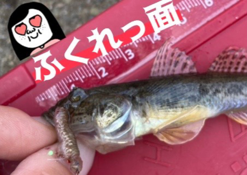 マハゼの釣果