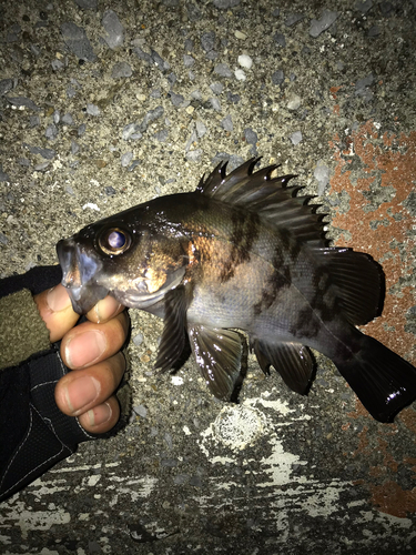 クロメバルの釣果