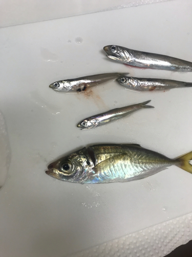 アジの釣果