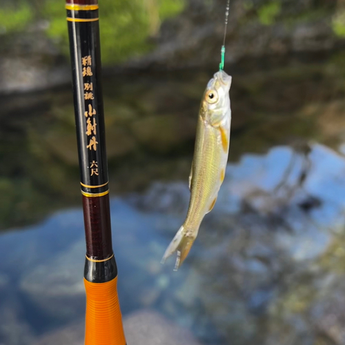 ウグイの釣果