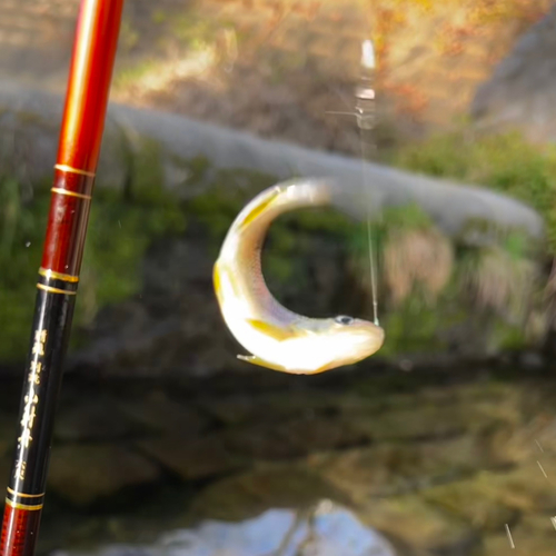 カワムツの釣果