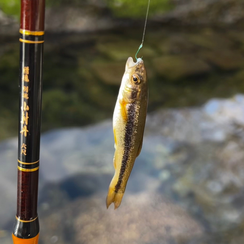 アブラハヤの釣果