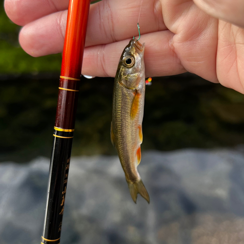 ウグイの釣果