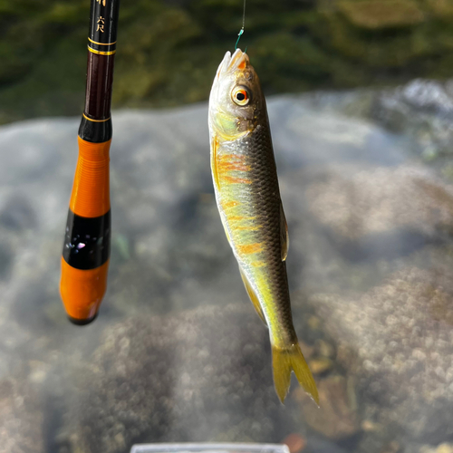 オイカワの釣果