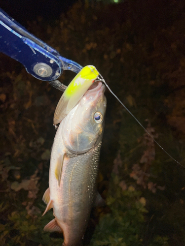 ウグイの釣果