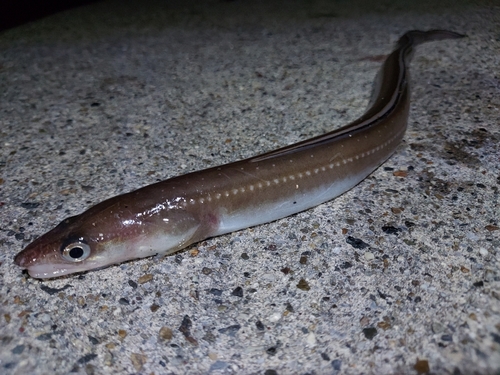 アナゴの釣果