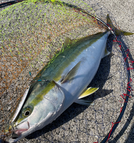 ハマチの釣果