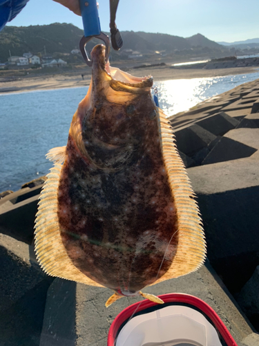 ヒラメの釣果