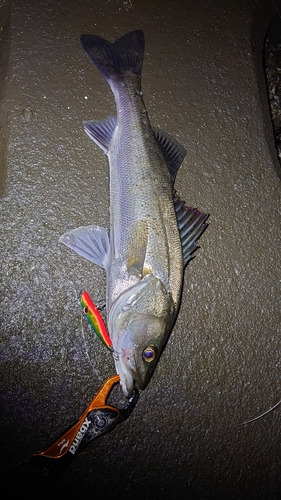 シーバスの釣果