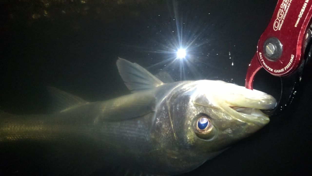 フッコ（マルスズキ）