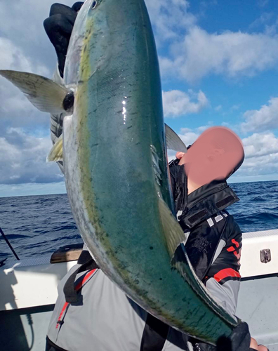 ブリの釣果