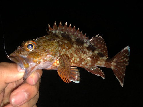 カサゴの釣果