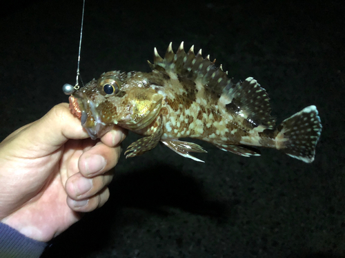 カサゴの釣果