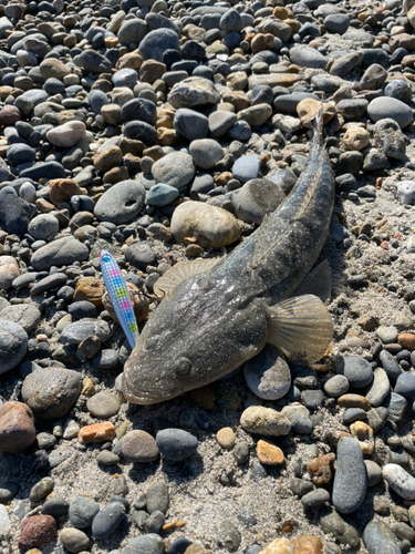 マゴチの釣果